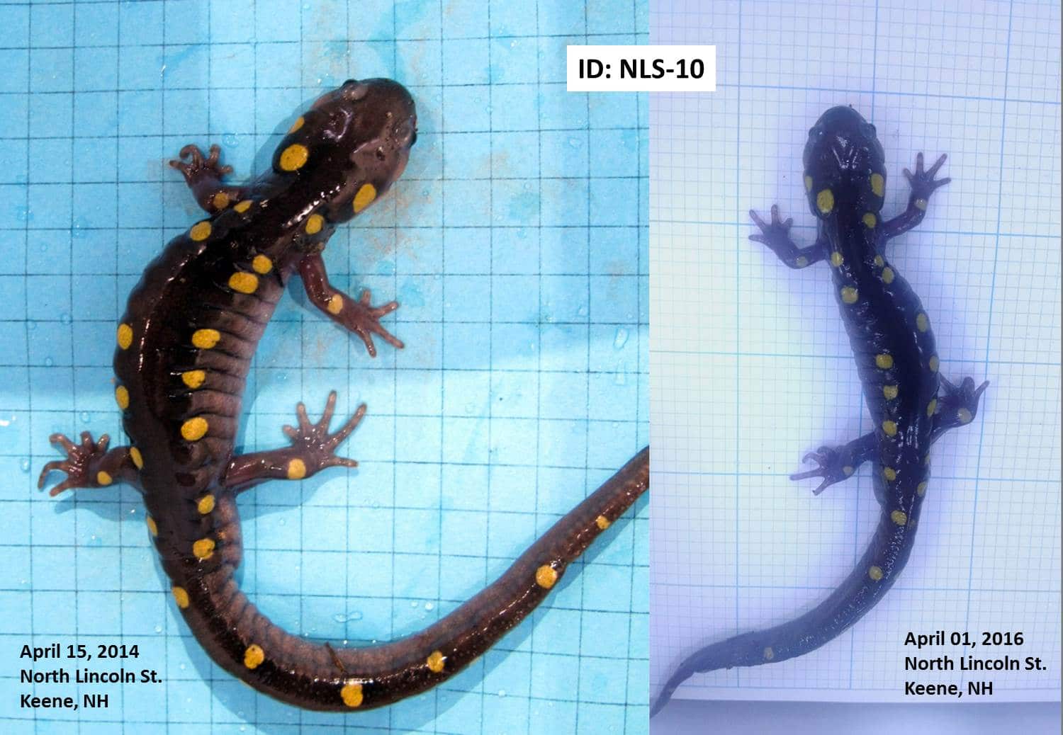 Two photos of the same salamander, taken two years apart.