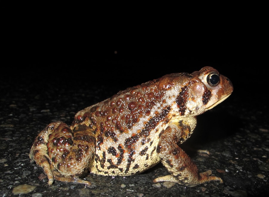 A toad on the road. (photo © Brett Amy Thelen)