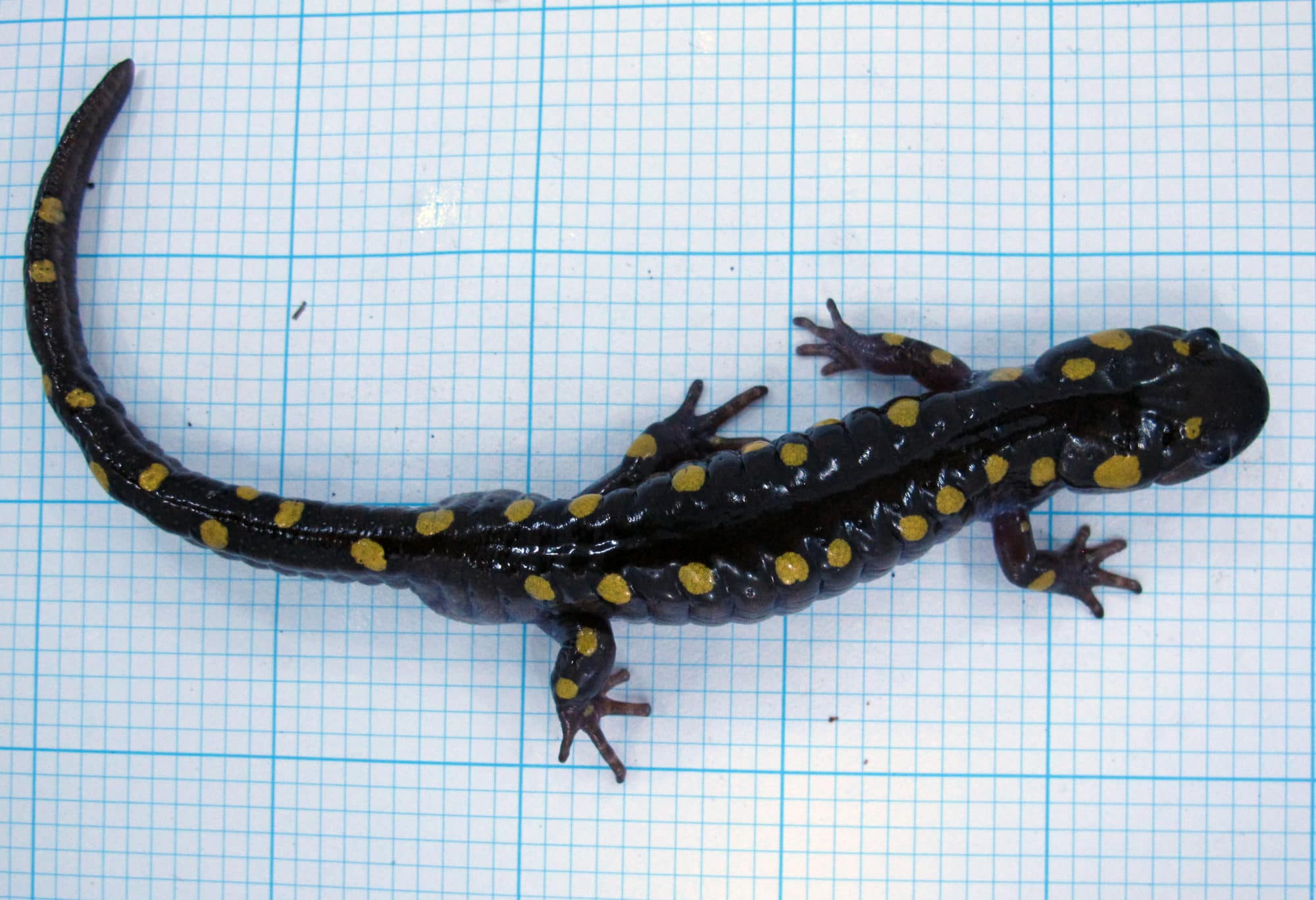A spotted salamander on a background of graph paper. (photo © Brett Amy Thelen)