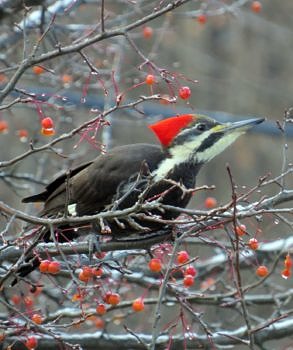 A Pileated Woodpecker forages in a crabapple tree — a welcome sight for Christmas Bird Counters! (photo © Meade Cadot)