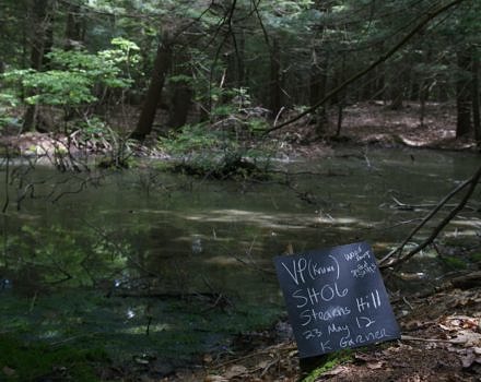 A vernal pool on the Stearns Hill Conservation Land in Keene, documented by AUNE student Kelly Garner in 2012. (photo © Kelly Garner)