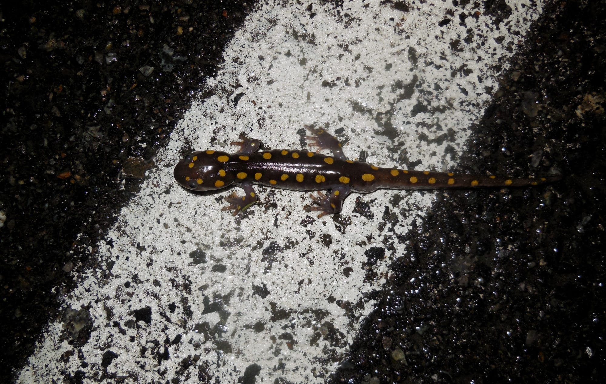 A well-camouflaged spotted salamander crosses the road. (photo © John Baz-Dresch)