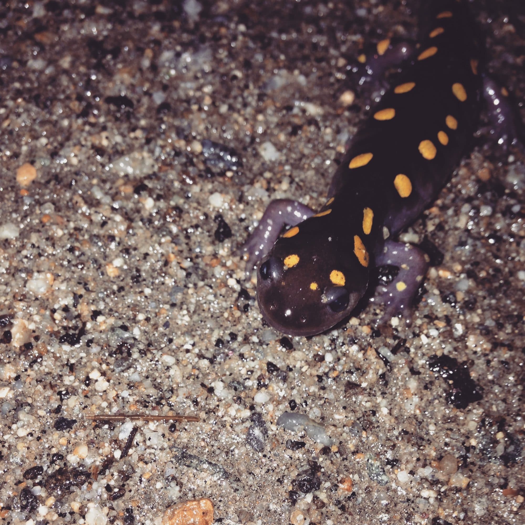 A spotted salamander ventures across a dirt road. (photo © Jess Dude)