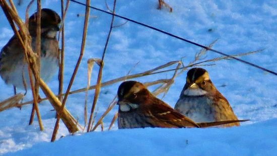 White-throated Sparrows forage in the snow. (photo © Meade Cadot)
