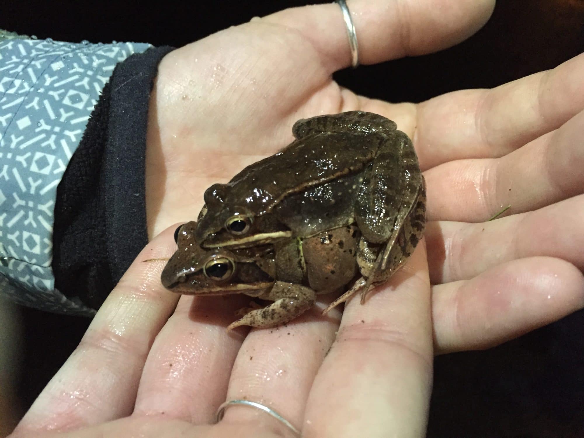 A pair of wood frogs in amplexus. (photo © Jess Baum)