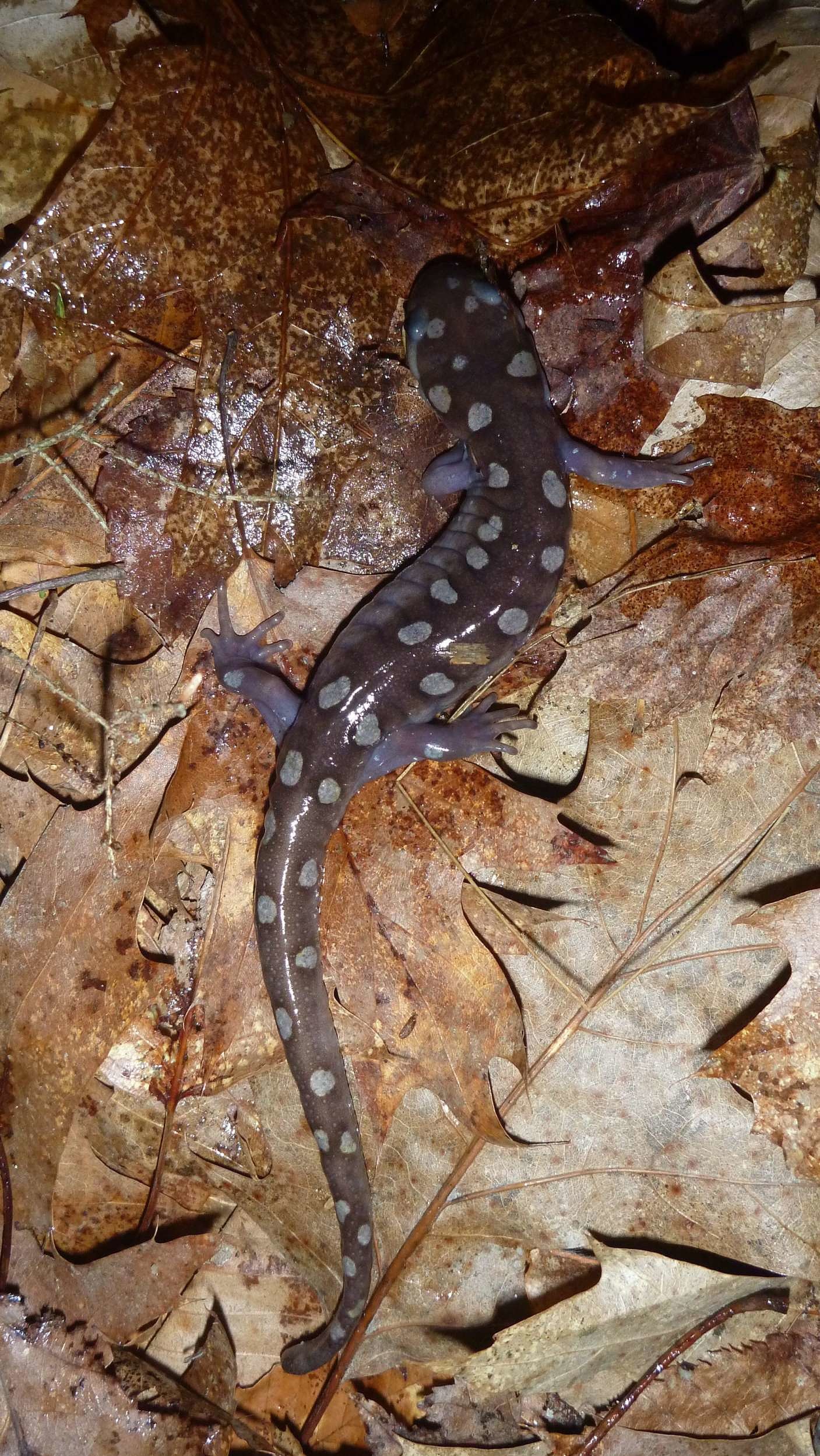 A (yellow) spotted salamander with unusually drab spots, found at an Antrim road crossing. (photo © Nathan Schaefer)