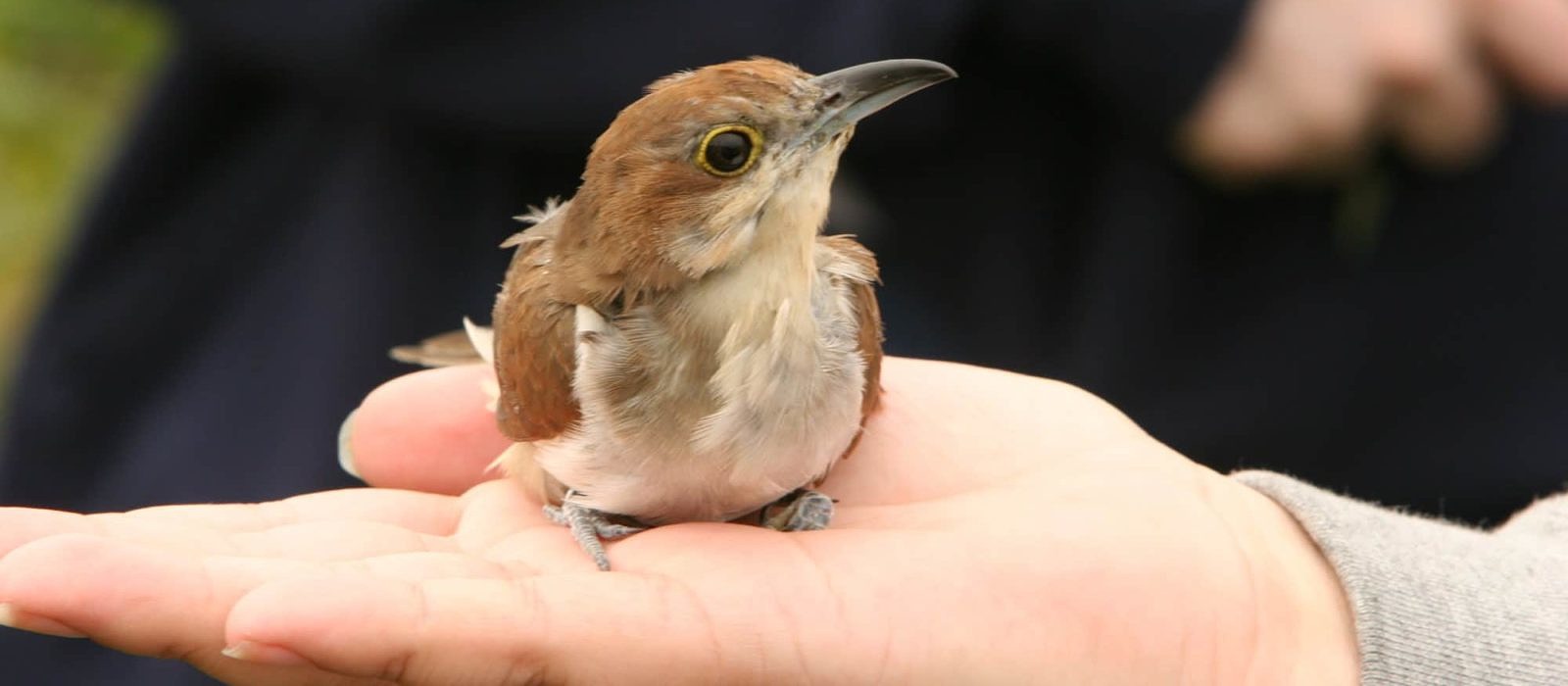 A Black-billed Cuckoo, banded at the Keene State College Wildlife Management Area in 2009.