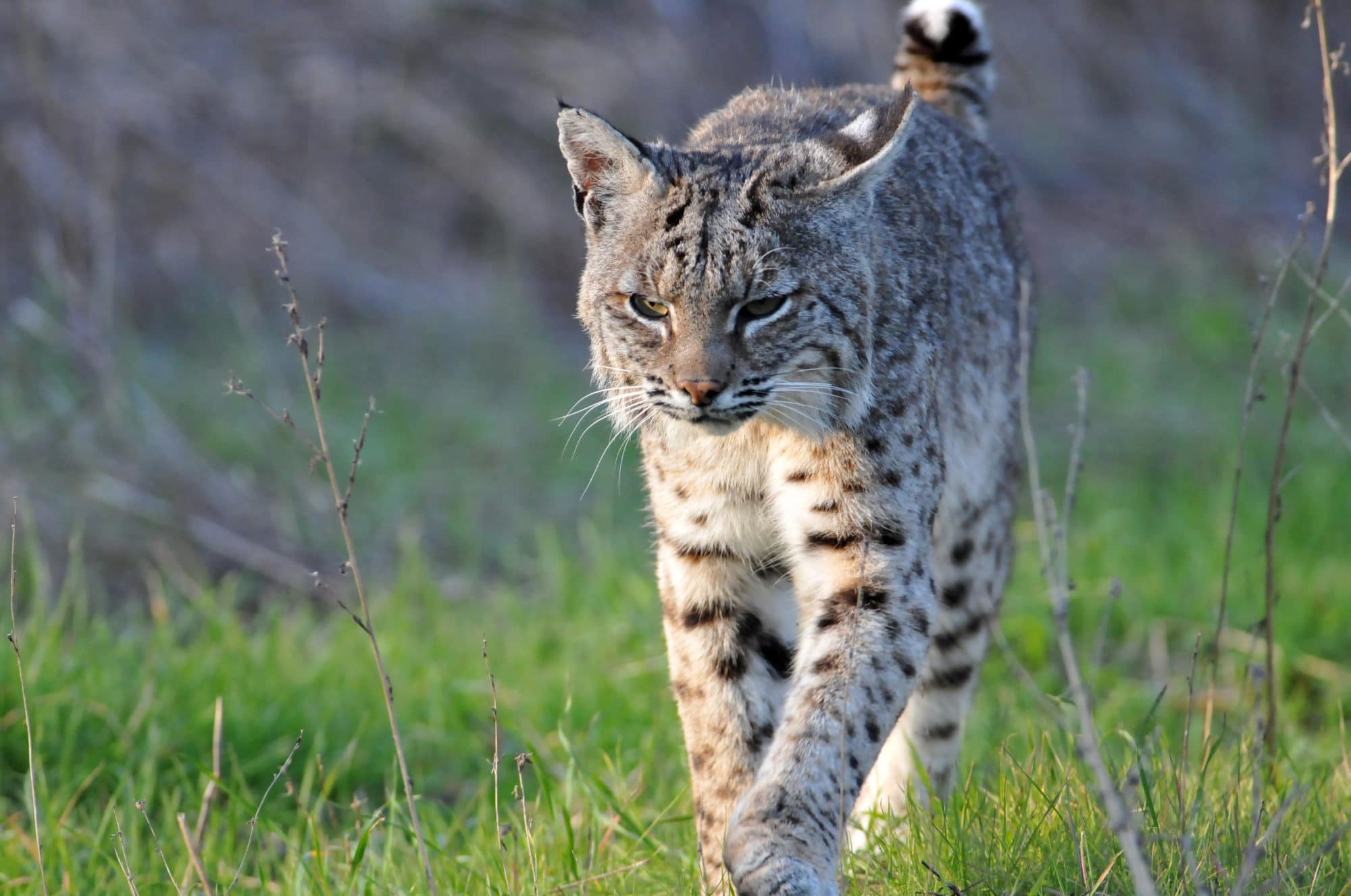 A bobcat trots through a spring field. (photo © Matt Knoth)
