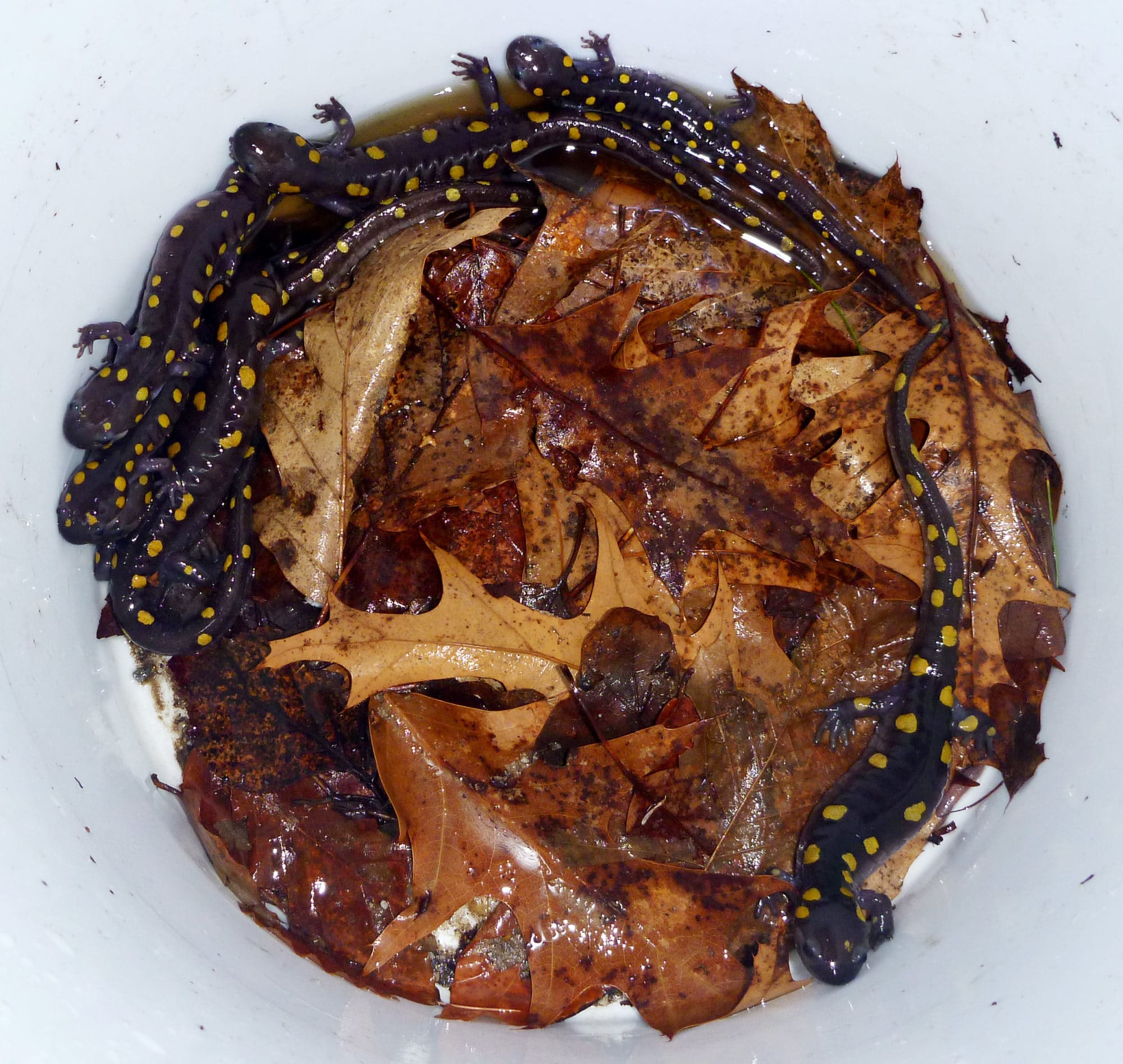 A bucket of spotted salamanders, rescued from Route 9 in Antrim on April 11, 2016. (photo © Nathan Schaefer)