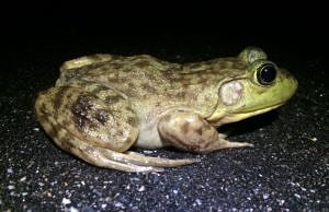 Bullfrogs make their first appearance! (photo © Phil Brown)