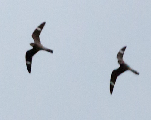 Two male nighthawks in hot pursuit over the People’s United Bank in Keene on June 26, 2014. (photo © Dave Hoitt)