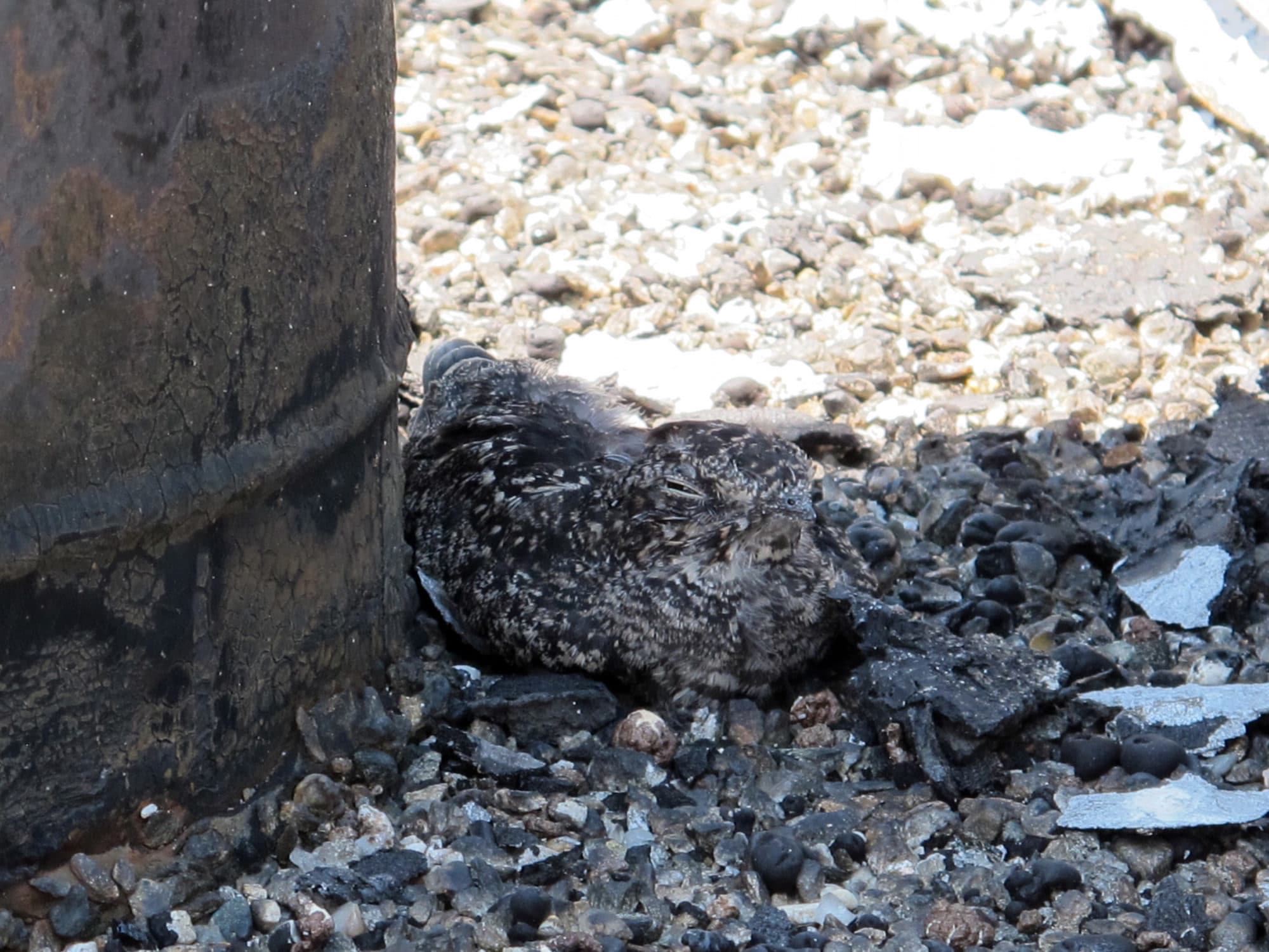 A nighthawk chick rests in the shade on a rooftop in downtown Keene. (photo © Brett Amy Thelen)