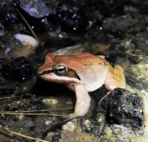 A wood frog finds her way across North Lincoln Street. (photo © Brett Amy Thelen)