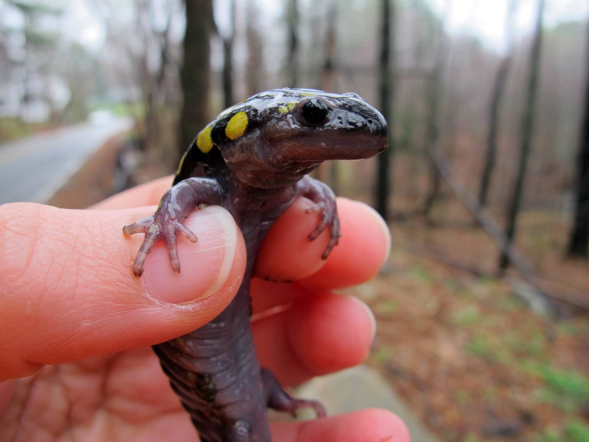 A spotted salamander, detected at our North Lincoln Street pitfall trap array. (photo © Brett Amy Thelen)