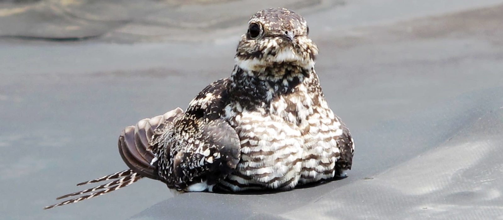 A female Common Nighthawk keeps sharp watch over her rooftop nest. (photo © Brett Amy Thelen)