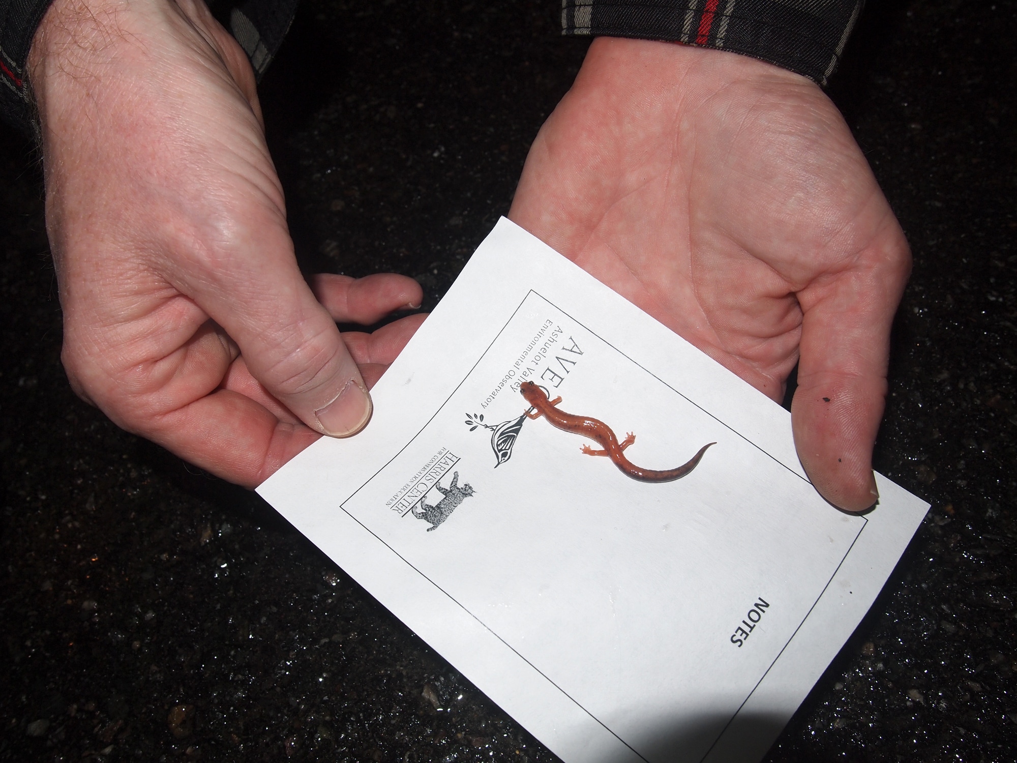 An erythrisitc redbacked salamander. (photo © Sherman Morrison)