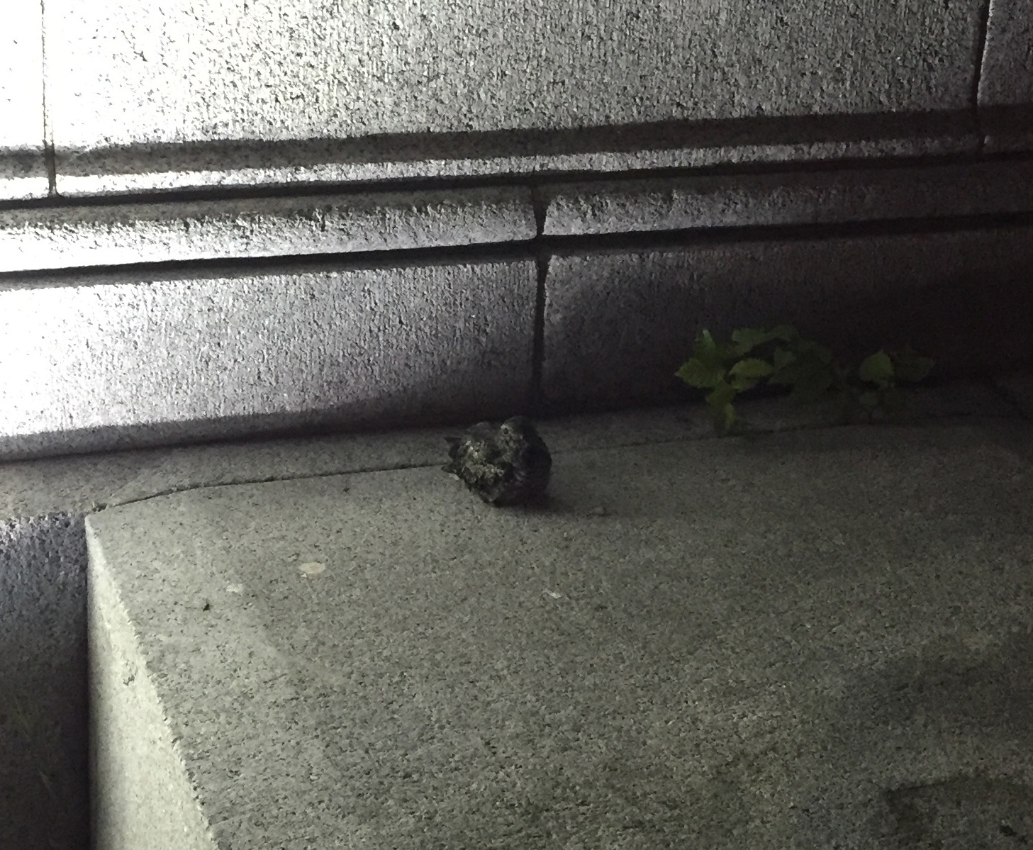A nighthawk fledgling roosts on a stoop at 34 West Street. (photo © Jess Dude)
