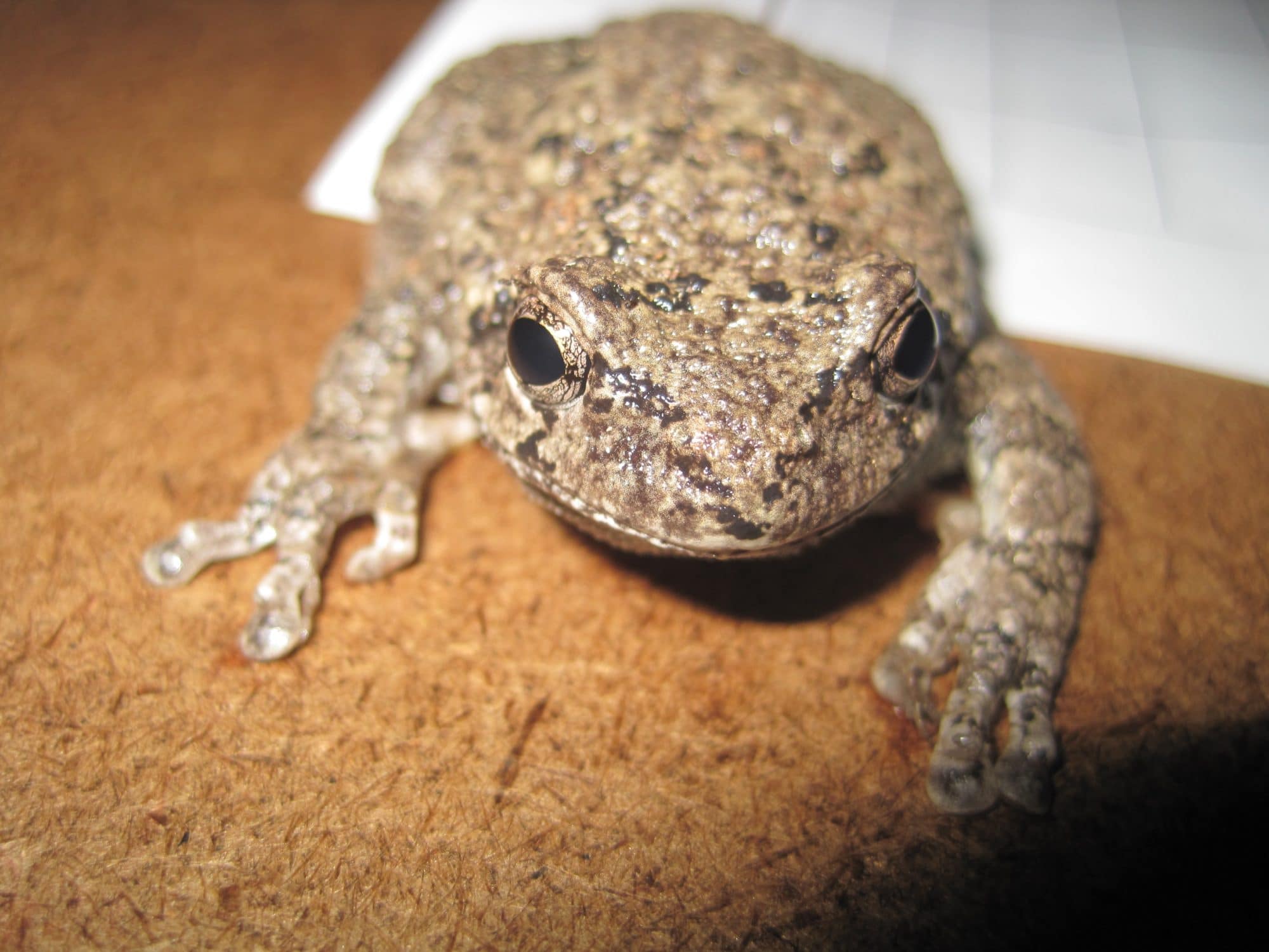 A gray tree frog rests on a clipboard during the late spring amphibian migration. (photo © Brett Amy Thelen)