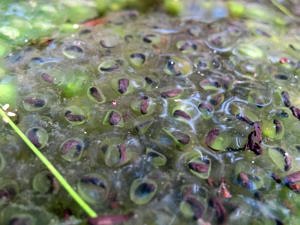 Wood frog eggs, very close to hatching. (photo © Brett Amy Thelen)