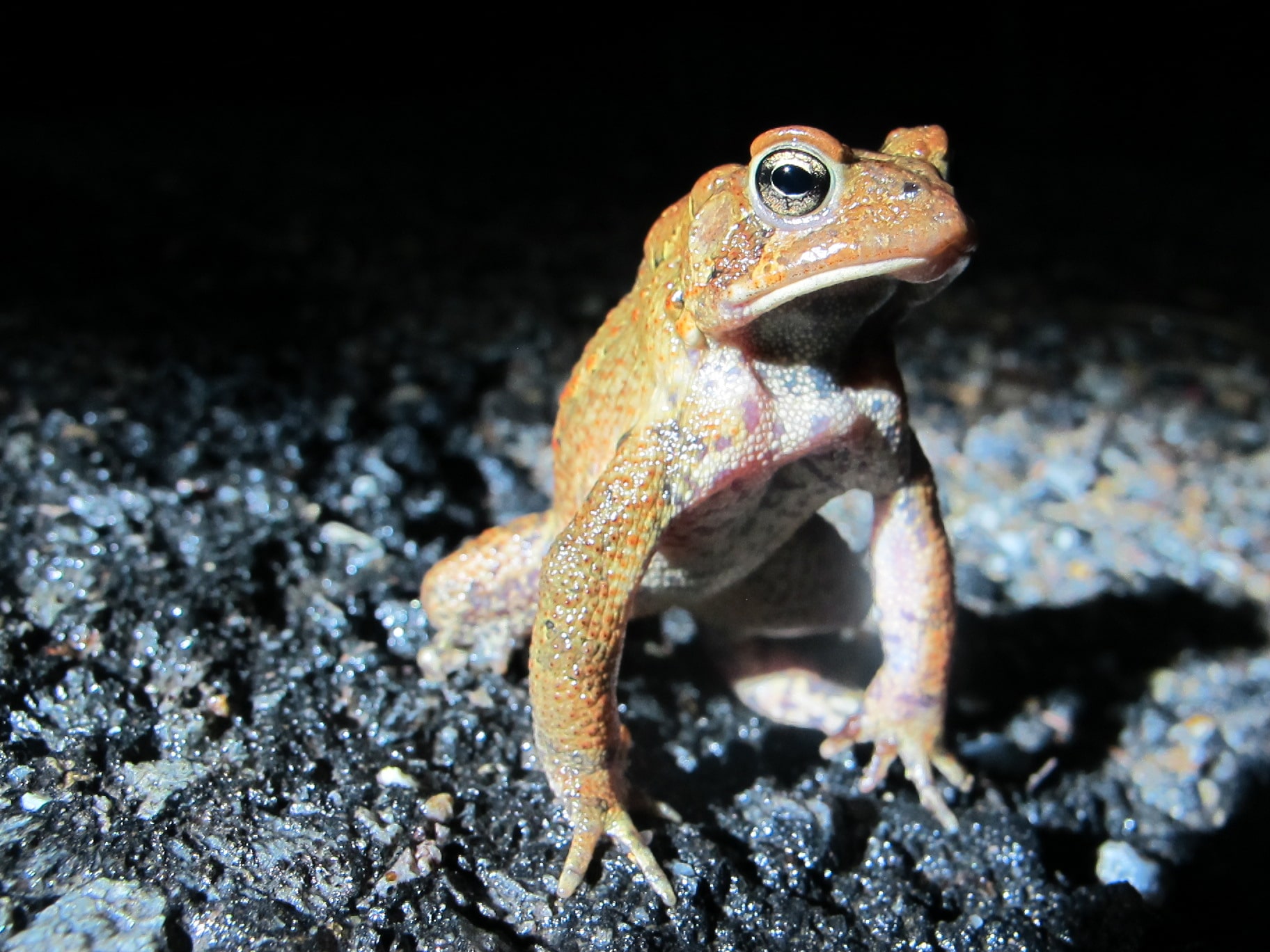 A toad gives a sideways glance. (photo © Brett Amy Thelen)