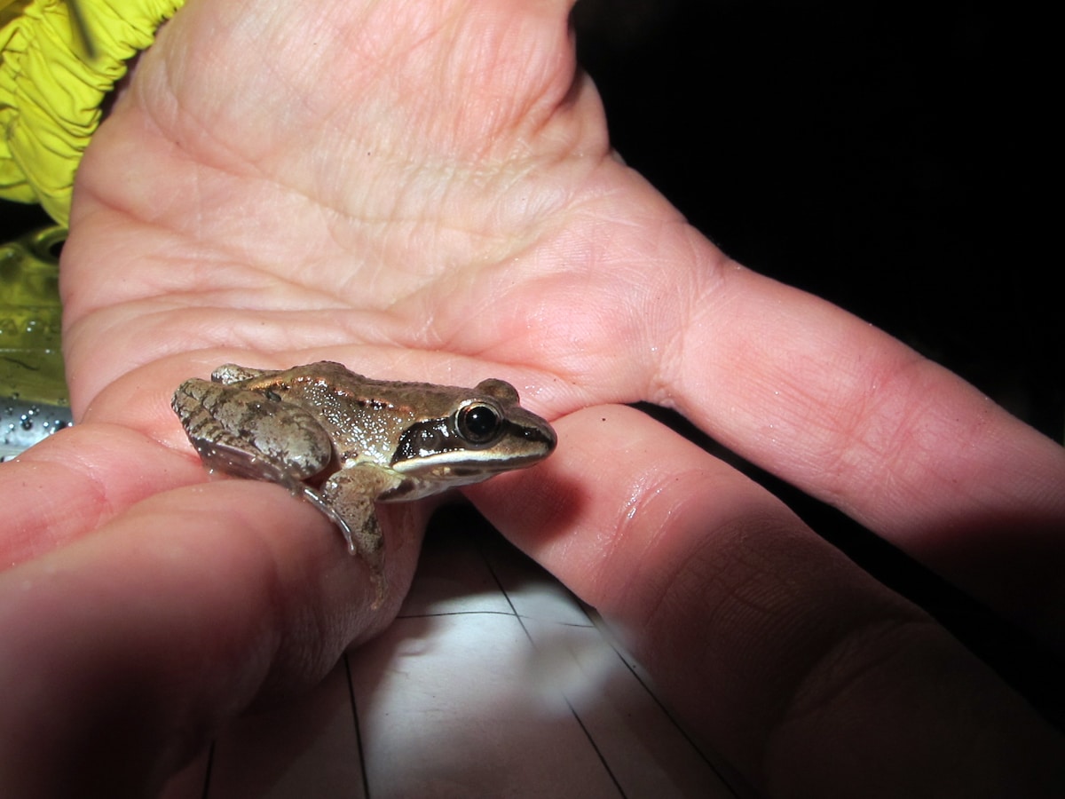 A small wood frog perches on the finger of a Crossing Brigade volunteer. (photo © Brett Amy Thelen)