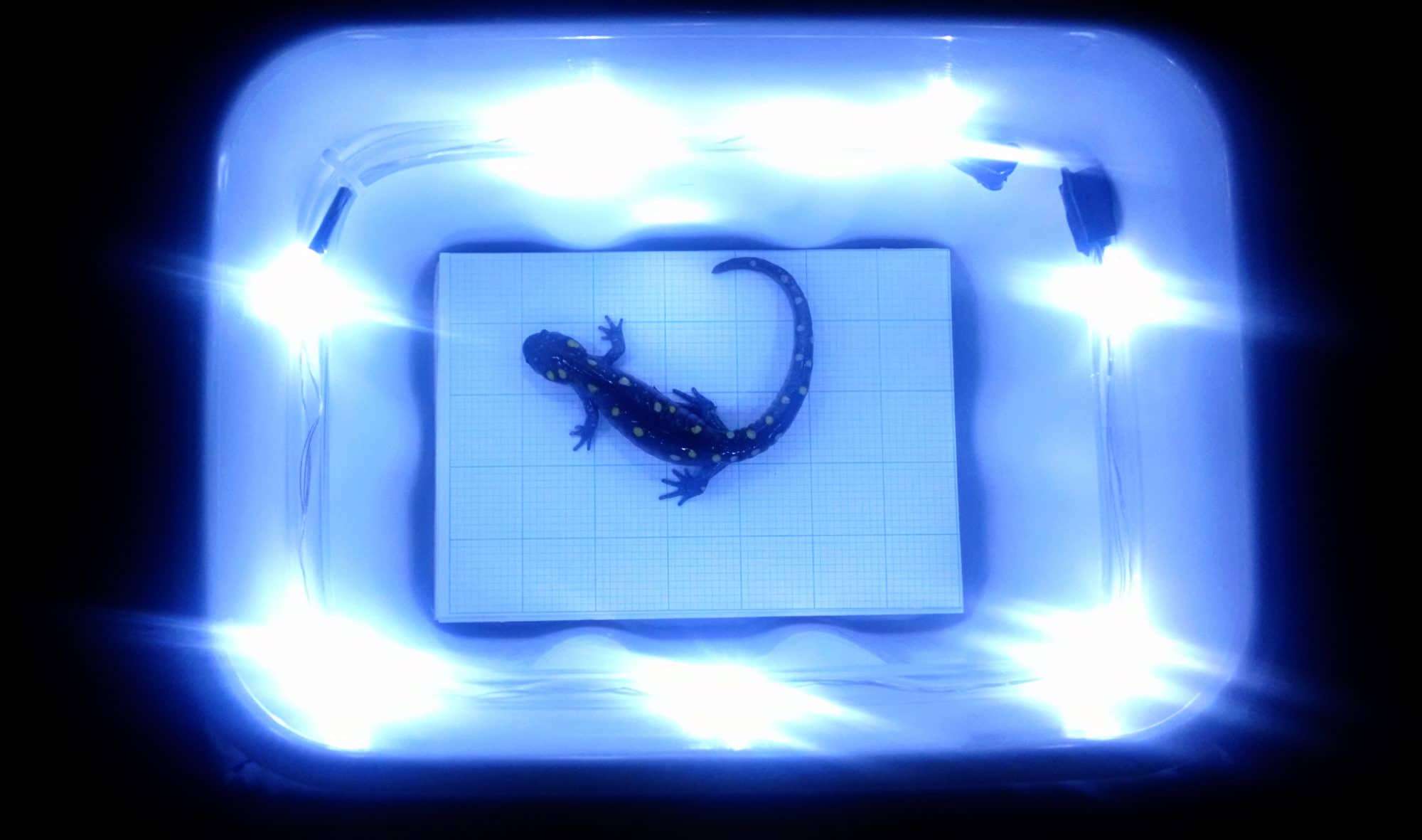 A spotted salamander sits in a lightbox, waiting to be photographed. (photo © Brett Amy Thelen)