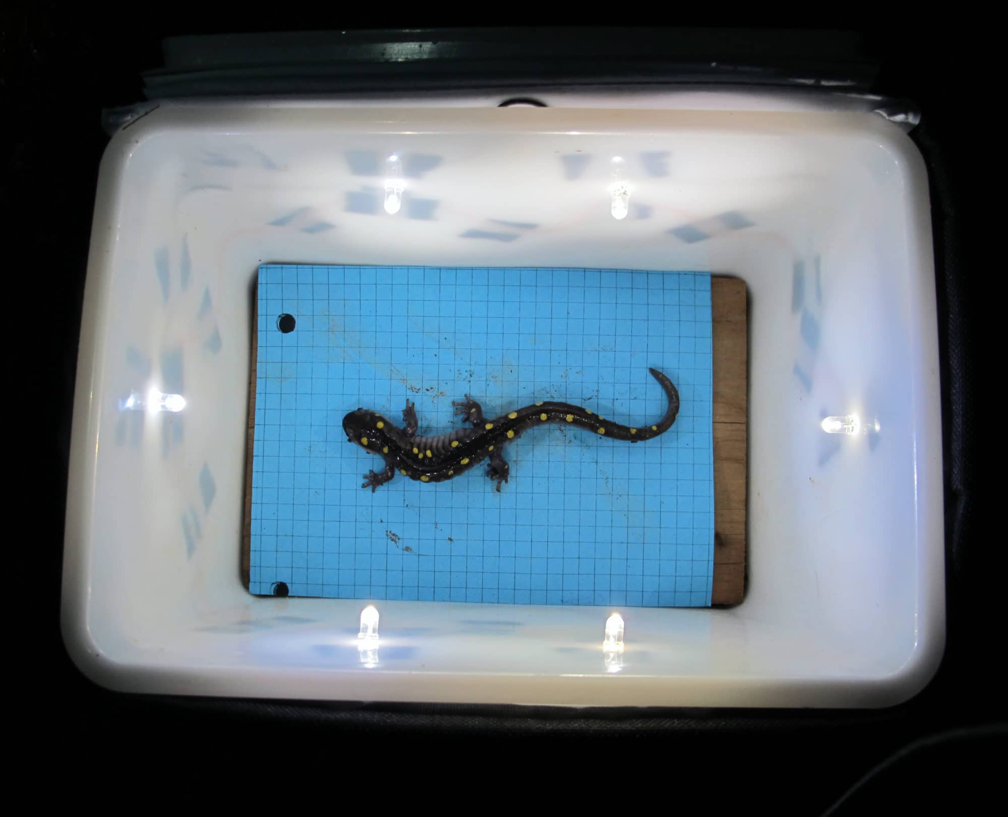 A spotted salamander sits in a lightbox, waiting to be photographed. (photo © Brett Amy Thelen)