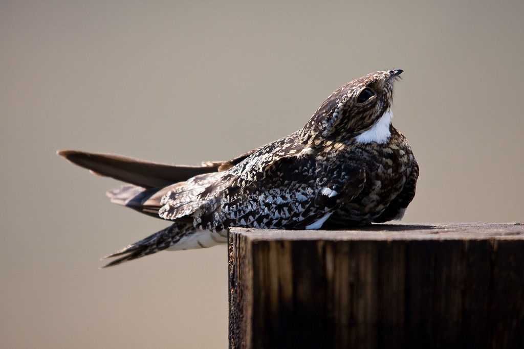 A Common Nighthawk looks up from its perch. (photo © Michael Brown)