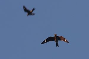 Two nighthawks dart through the air. (photo © parulidae photos)