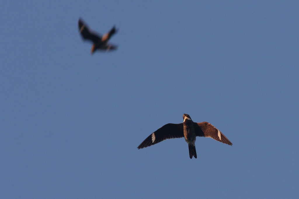 Migrating nighthawks swoop silently overhead. (photo © parulidae photos)