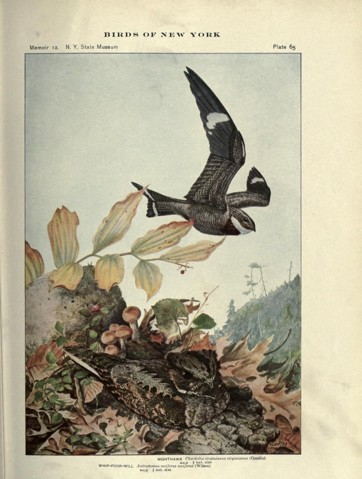 Nighthawk and Whippoorwill illustrations, from “Birds of New York” (1910-1914), courtesy of the Biodiversity Heritage Library.