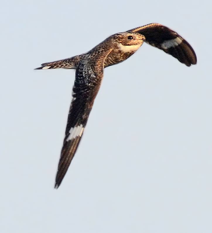 A Common Nighthawk in flight. (photo © Steven Mlodinow)