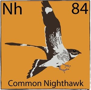 An artistic rendering of a Common Nighthawk, in the periodic table of "bird"-ements. (image © Curious Bird)