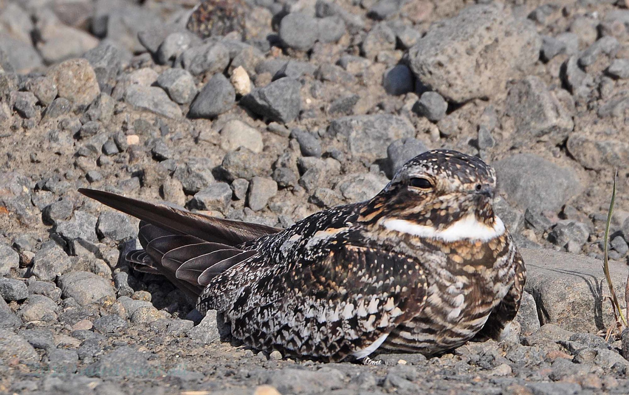 A Common Nighthawk sits on a gravel nest. (photo © Laurel Parshall)