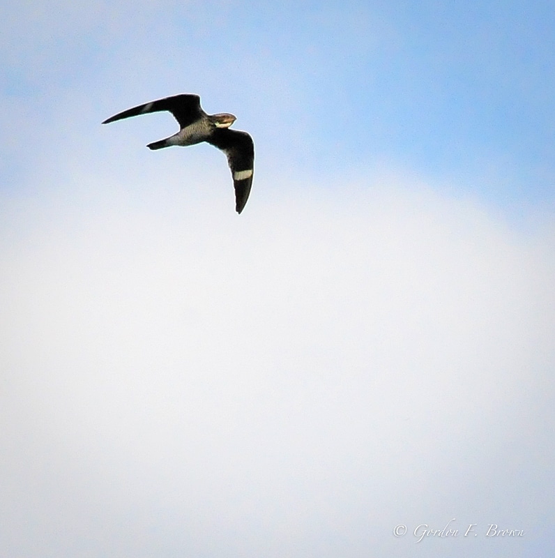 Common Nighthawk in flight. (photo © Gordon F. Brown)