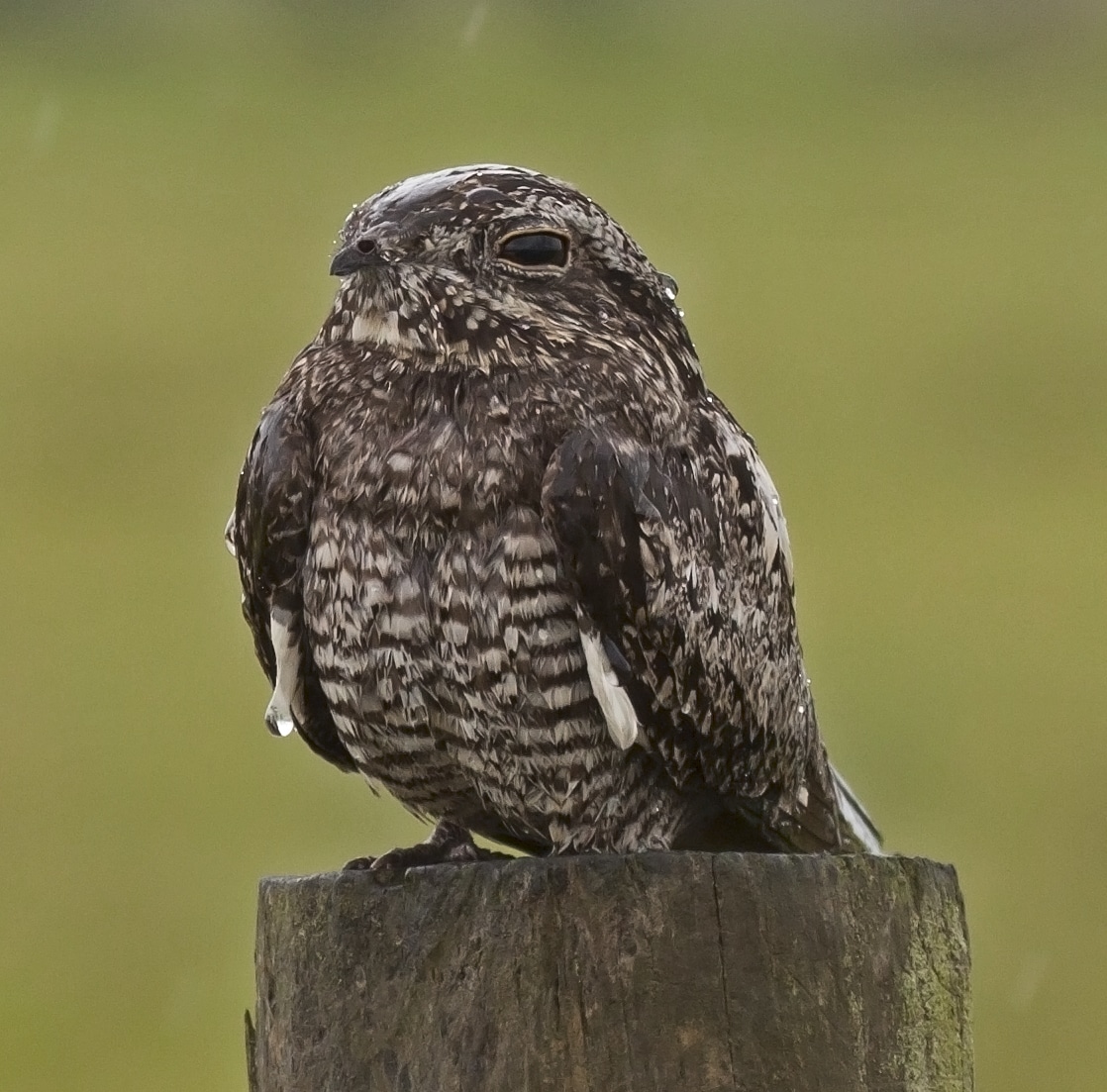 A Common Nighthawk waits out the rain on a fencepost roost in Florida. (photo © Richard Crook)