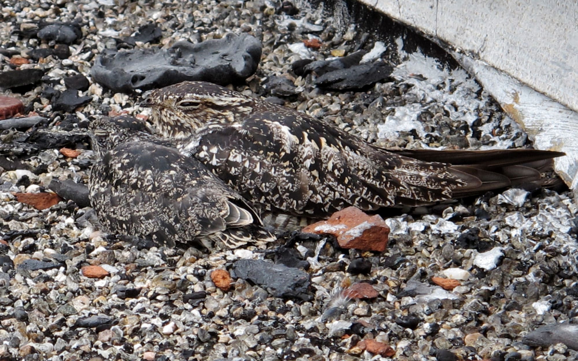A nighthawk mother and its chick on a rooftop in downtown Keene. (photo © Brett Amy Thelen)