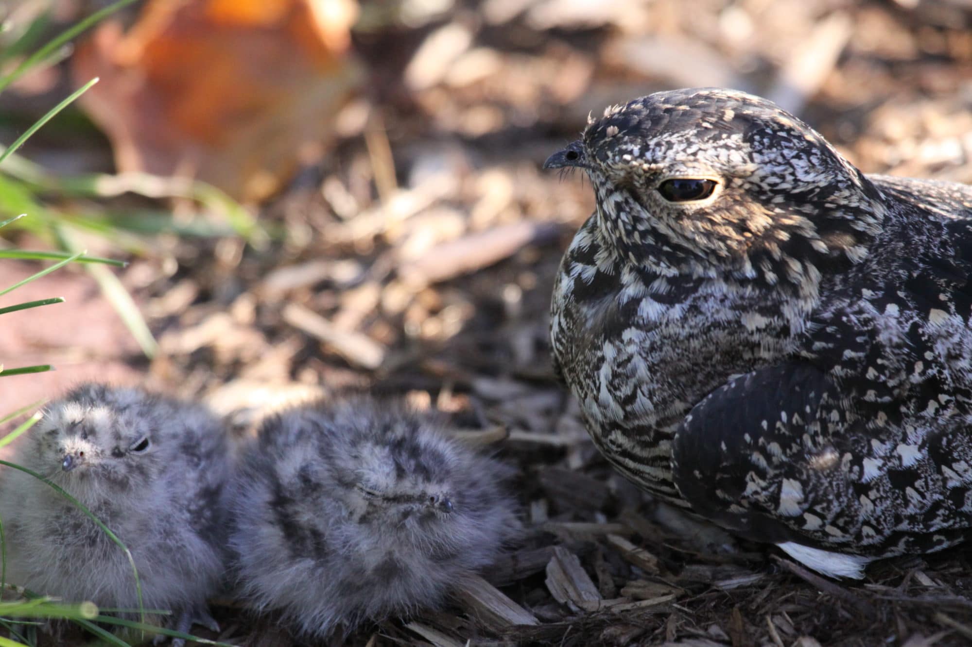 A nighthawk keeps watch over her two young chicks. (photo © Adam C. Smith Photography)