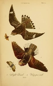 An illustration of nighthawks from an 1888 report on the birds of Pennsylvania. (photo courtesy Biodiversity Heritage Library)