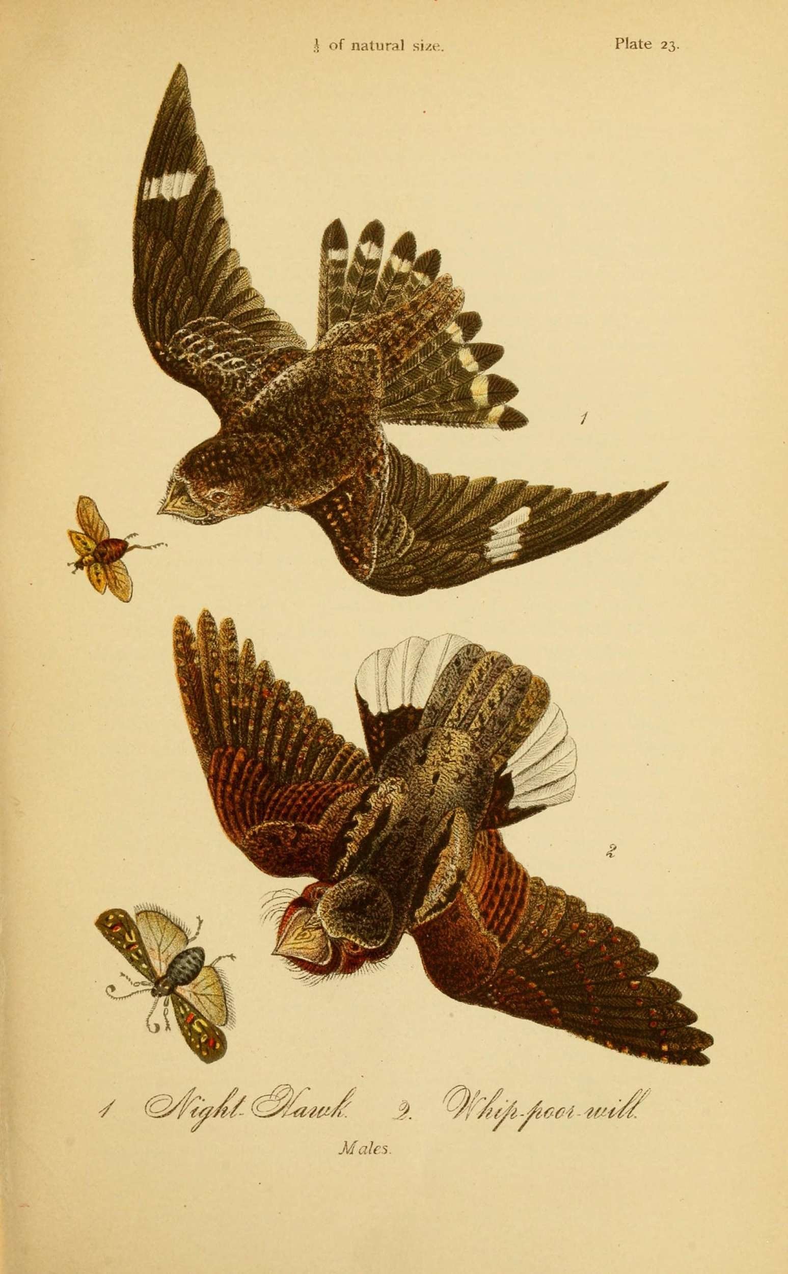Nighthawk and Whippoorwill drawings from the Report on the Birds of Pennsylvania (1888), courtesy of the Biodiversity Heritage Library.