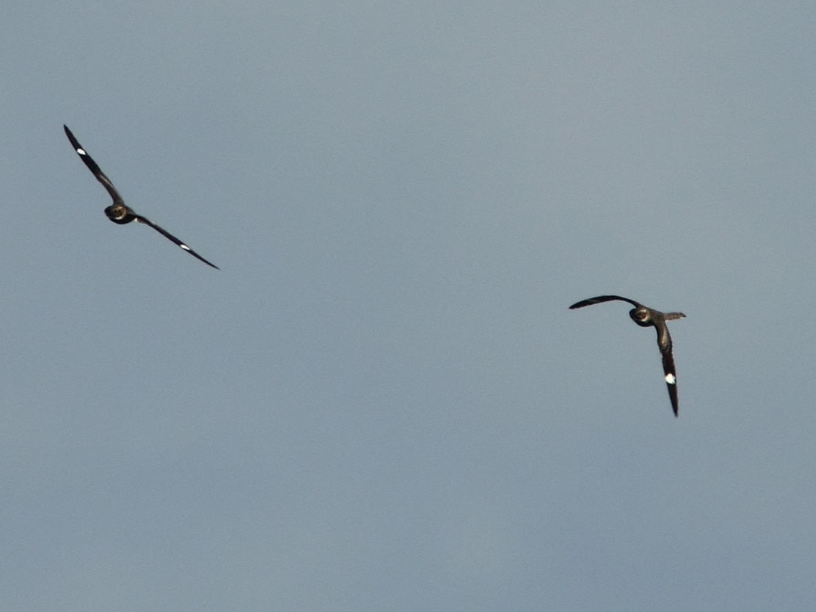 Nighthawks in flight. (photo © Kenneth Cole Schneider)