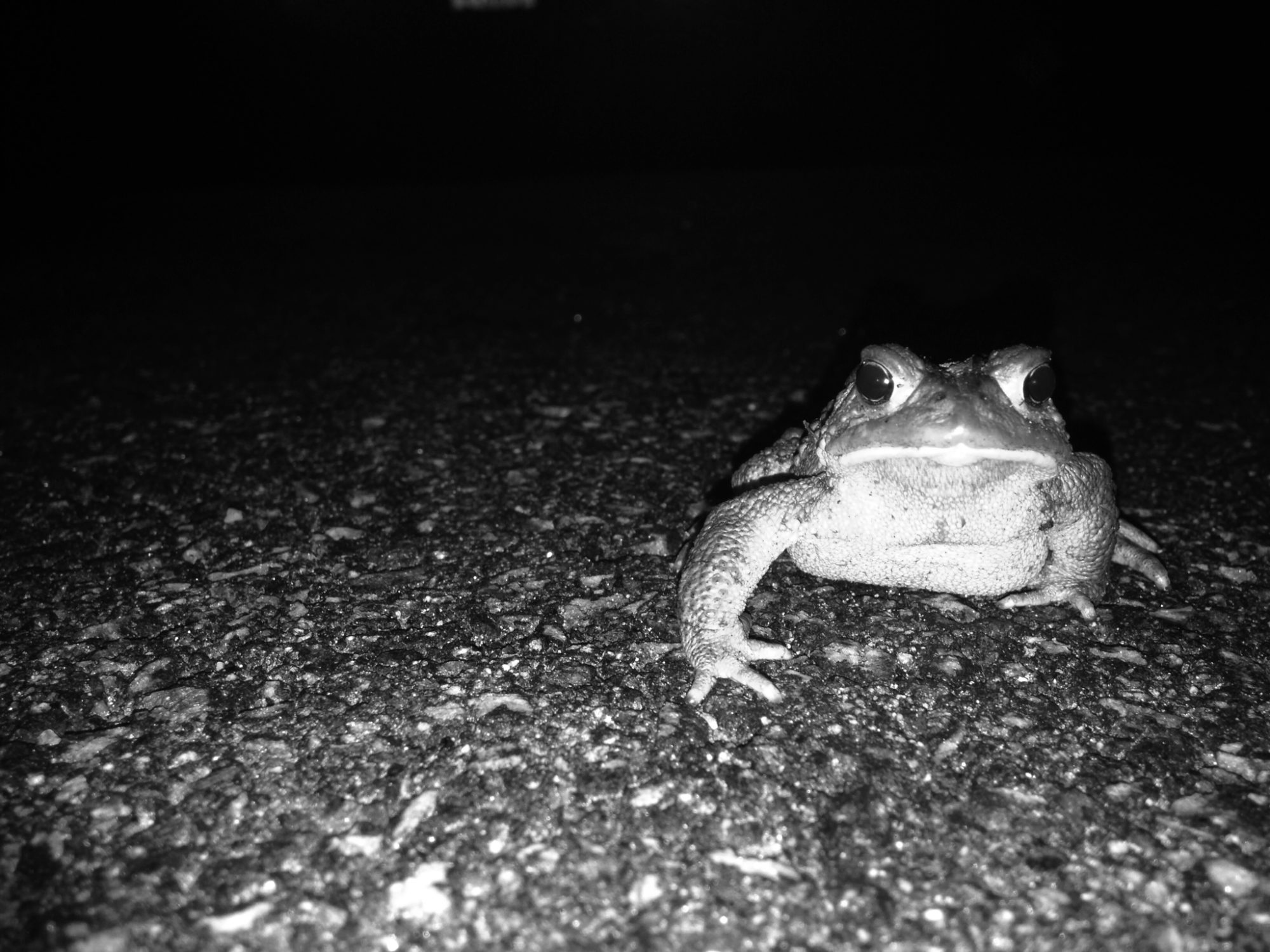 A toad crawls across a paved road. (photo © Russ Cobb)