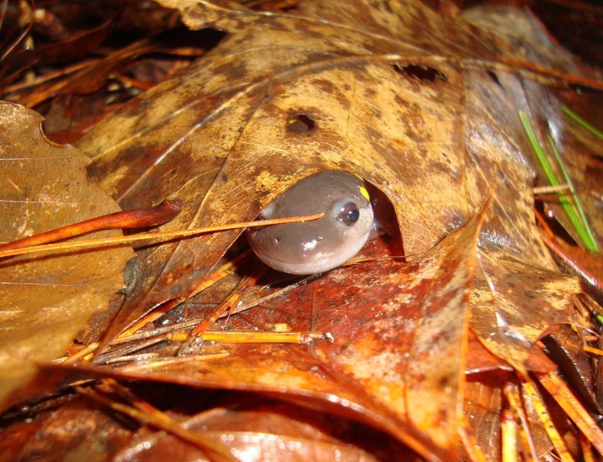 A spotted salamander peeks out from beneath a leaf. (photo © Kevin Pearson)