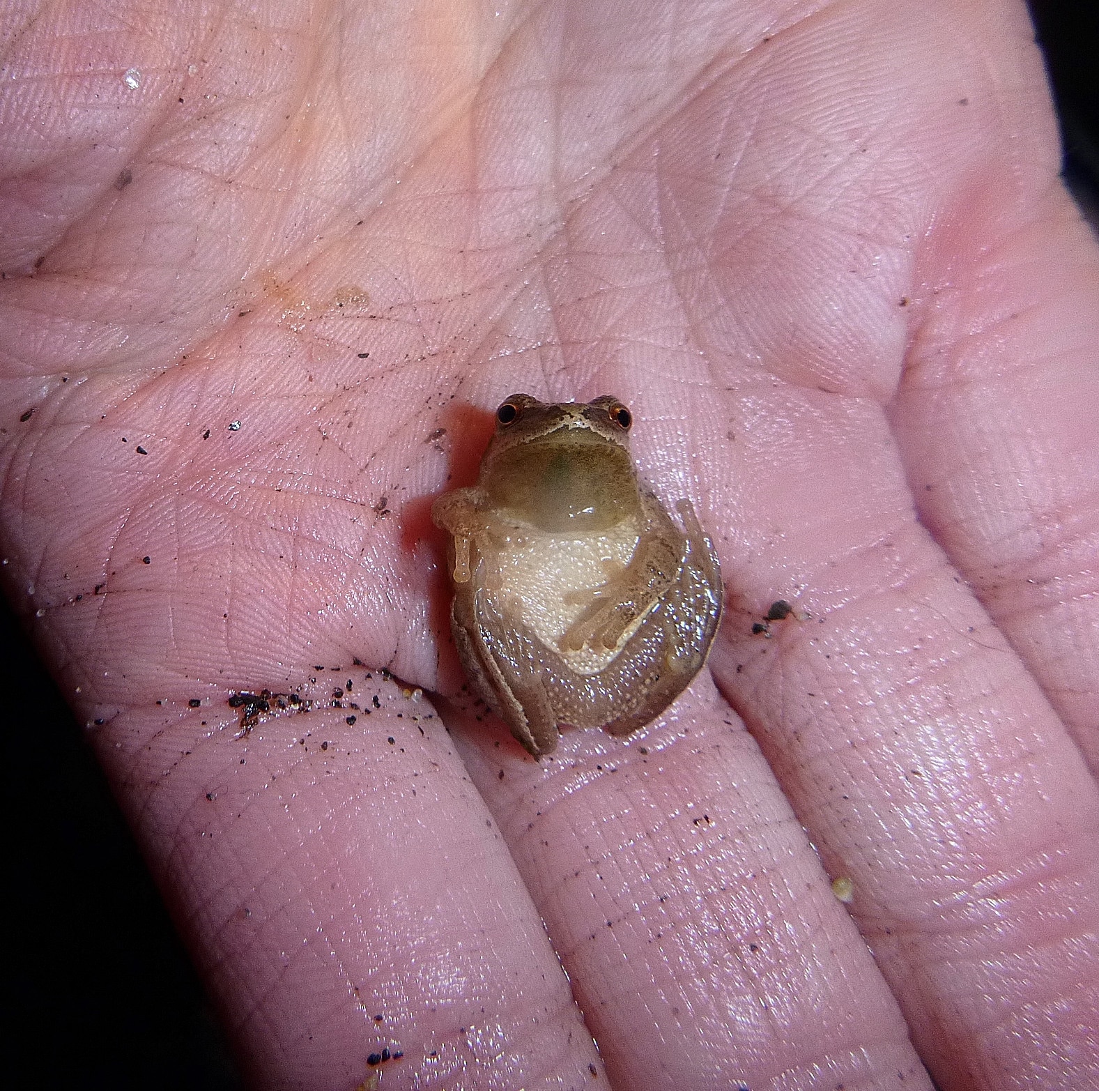A spring peeper exposes its soft underside. (photo © Cheryl Martin)