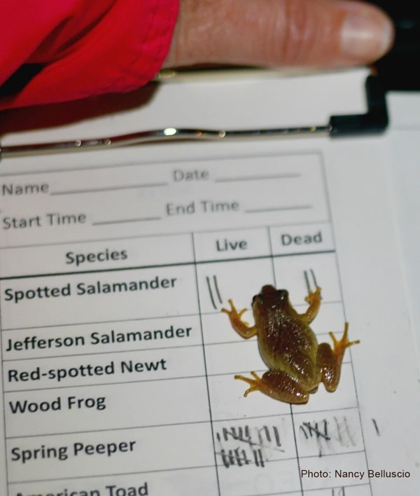 A spring peeper clings to a data form. (photo © Nancy Belluscio)