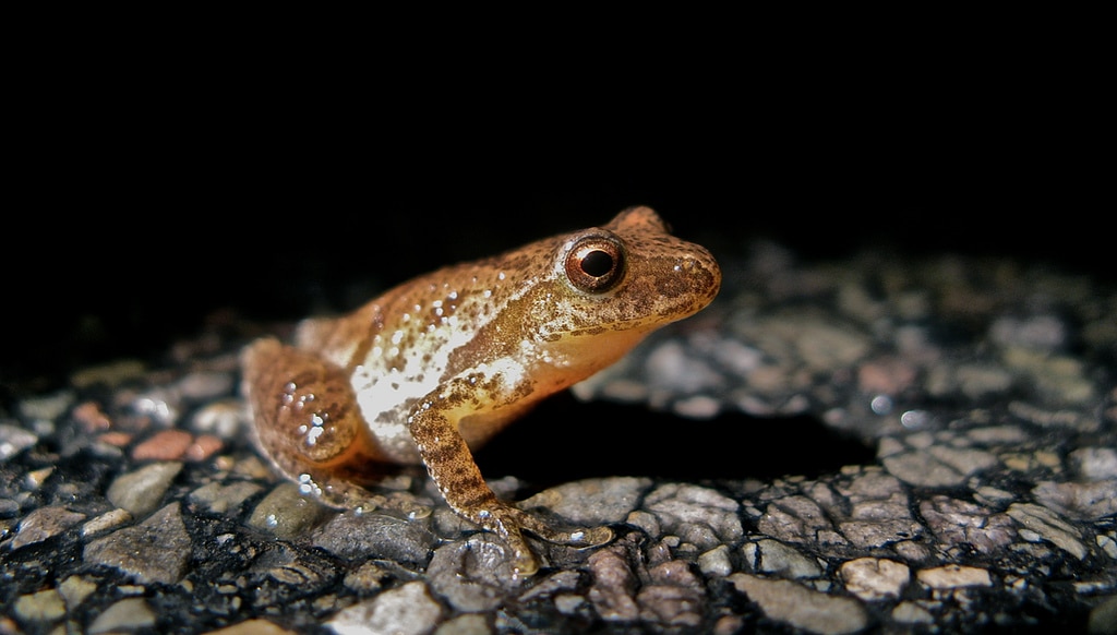 Spring peeper on the road. (photo © Dave Huth)