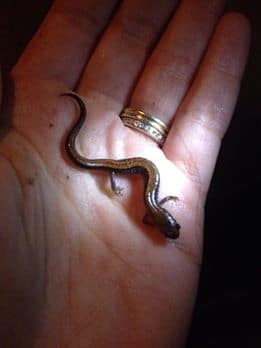 A Salamander Brigadier holds a redbacked salamander int he palm of her hand. (photo © Liz Masure)