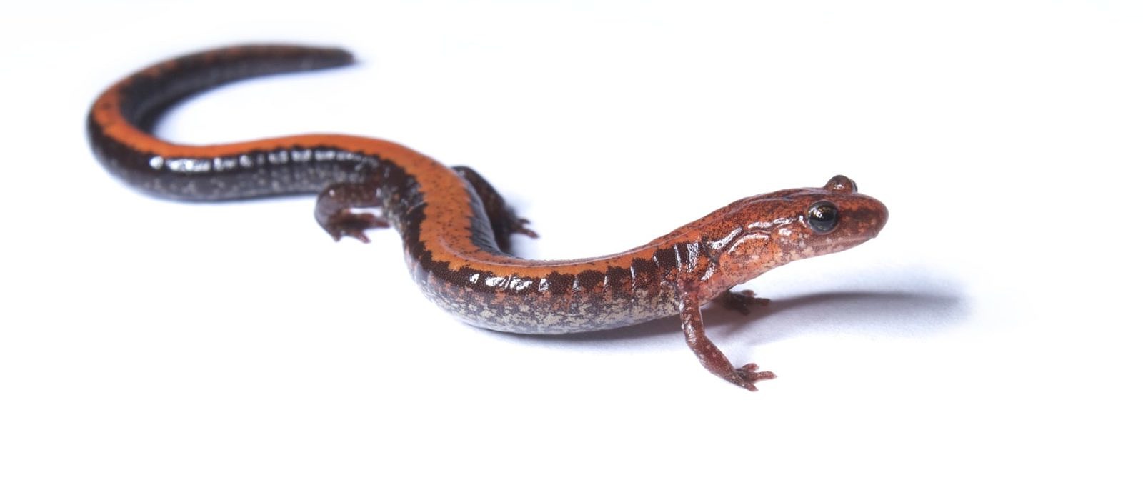 A redbacked salamander strokes a pose. (photo © Brian Gratwicke)