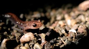 A roadside redbacked salamander contemplates the meaning of life. (photo © Dave Huth)