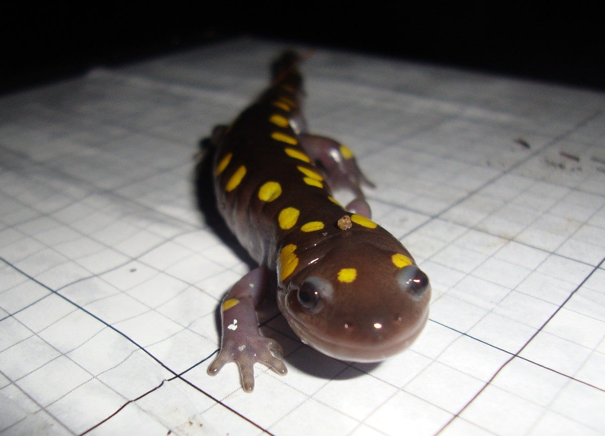 A spotted salamander crawls across a data form. (photo © Kevin Pearson)
